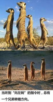 狐獴表情包,萌态百出，趣味横生的动物界“网红”